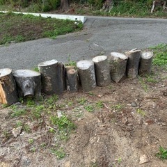 丸太　貰って下さい