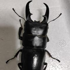 ③本土ヒラタクワガタ♂♀ペア