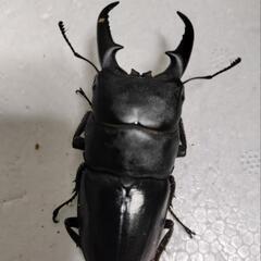 ④本土ヒラタクワガタ♂♀ペア