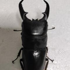 ⑤本土ヒラタクワガタ♂♀ペア