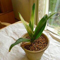 古典園芸植物オモト・品種名鷲高隅