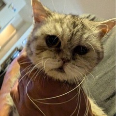 エキゾチックショートヘアー♀