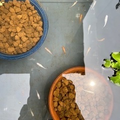 メダカ里親の画像