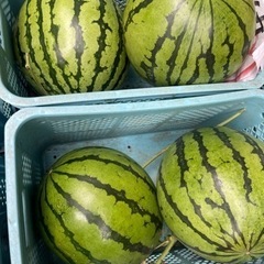 甘いスイカ7kg-9kgの画像