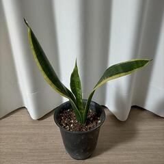 サンセベリア 黒鉢