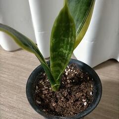 サンセベリア 黒鉢の画像