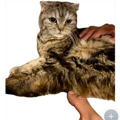 スコティッシュエキゾミックス君