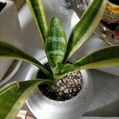 値下げ サンセベリア ラウンドの画像