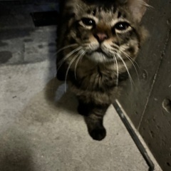 外猫ちゃんをお願いします