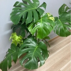 観葉植物✨モンステラ✨の画像