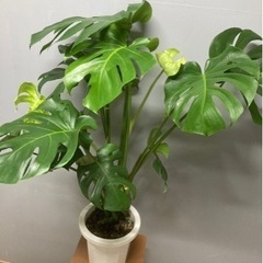 観葉植物✨モンステラ✨の画像