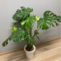観葉植物✨モンステラ✨