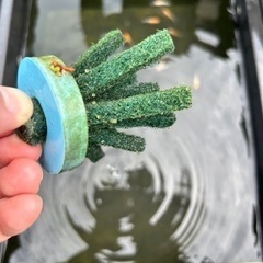 紅白ラメメダカ卵の画像