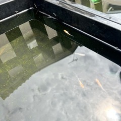 紅白ラメメダカ卵の画像