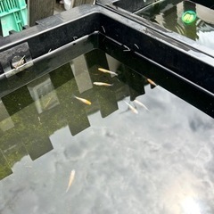 紅白ラメメダカ卵の画像