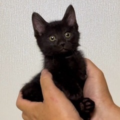 元気なクロ子猫の女の子