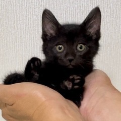 元気なクロ子猫の女の子 - 名古屋市