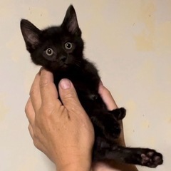 元気なクロ子猫の女の子 - 猫