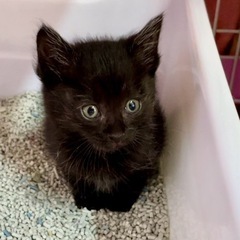 元気なクロ子猫の女の子 − 愛知県