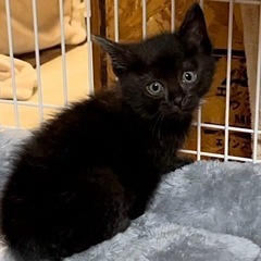 元気なクロ子猫の女の子 - 里親募集