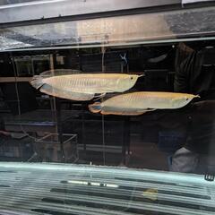 アルビノシルバーアロワナ