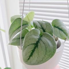 ◼️スキンダプサス　プラチナ◼️ハンギング　観葉植物