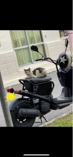 値引き交渉可‼️ホンダ　ズーマー