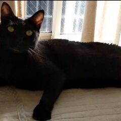 黒猫チビチビを探しています。 − 東京都
