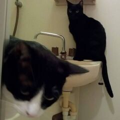 黒猫チビチビを探しています。 - 助け合い