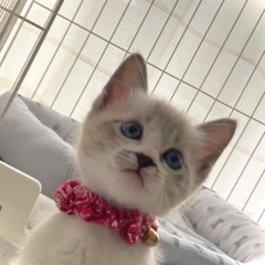 〈トライアル中〉シャムミックス  里親募集