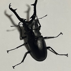 ギラファクワガタ♂♀【完売御礼】