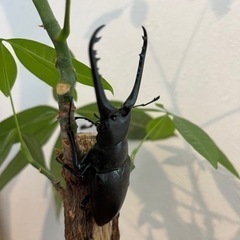 ギラファクワガタ♂♀の画像