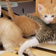 子猫ちゃんの里親さま探しています！