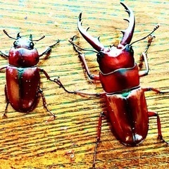 オキナワノコギリクワガタ♂♀ペア💖