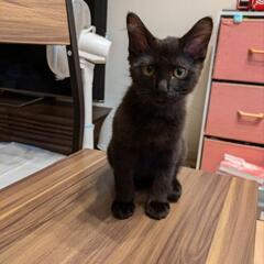 子猫里親募集❗