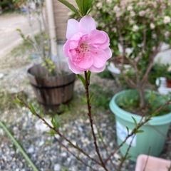 桃の木の画像