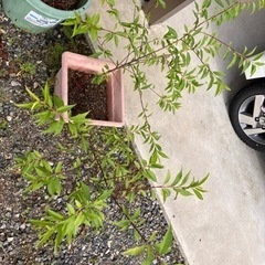 桃の木の画像