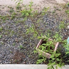 桃の木