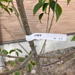 庭木　ソヨゴの画像