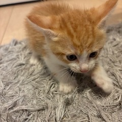 茶トラの子猫兄弟の里親様募集です