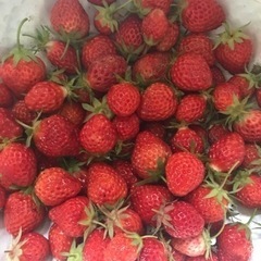 【無料】いちごの苗