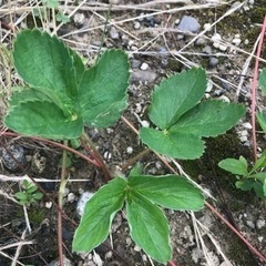 【無料】いちごの苗の画像