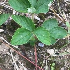 【無料】いちごの苗の画像