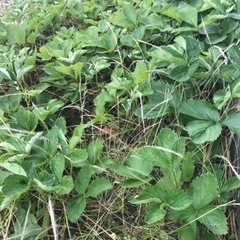 【無料】いちごの苗の画像