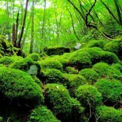 上勝町の苔で有名な山犬嶽を一緒に登りませんか？