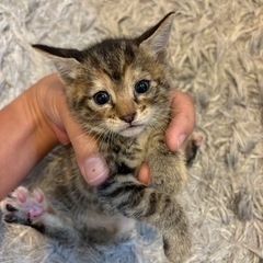 子猫3匹の里親様募集グレーキジトラ2匹と黒っぽいキジトラです