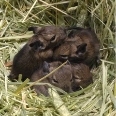 デグーの赤ちゃん