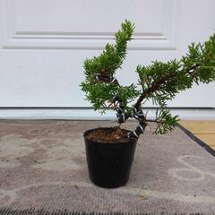 【A】盆栽　真柏　シンパク　素材の画像