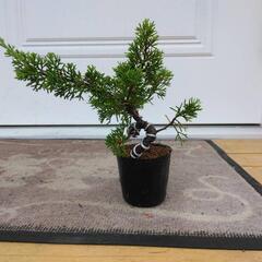 【A】盆栽　真柏　シンパク　素材の画像