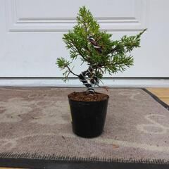 【A】盆栽　真柏　シンパク　素材の画像